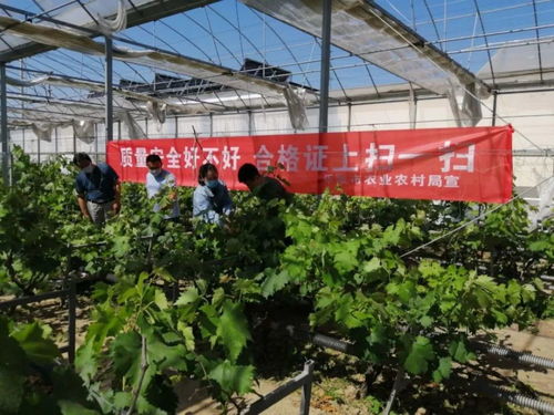 樂(lè)陵市食用農(nóng)產(chǎn)品合格證正式上線，守護(hù)舌尖上的安全新篇章